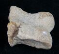 Struthiomimus Toe Bone - Montana #9975-2